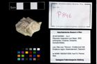 Foto (Objekt + Etikett) von Pithonoton marginatum (von Meyer, 1842)  (NHMW-GEO-2014-0194-0846)
